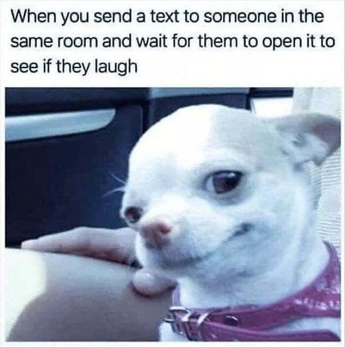 54 Dog Memes That Are Basically Comedy Gold