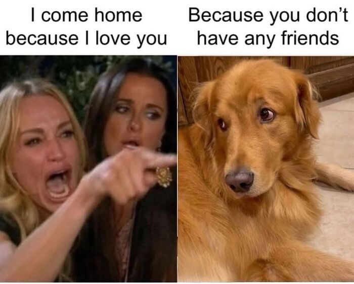 54 Dog Memes That Are Basically Comedy Gold
