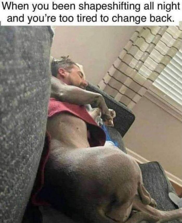 54 Dog Memes That Are Basically Comedy Gold