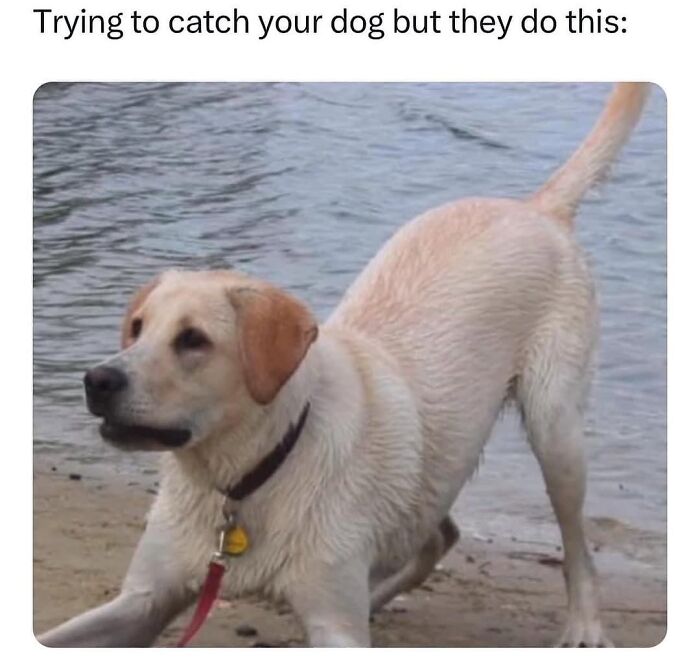 54 Dog Memes That Are Basically Comedy Gold