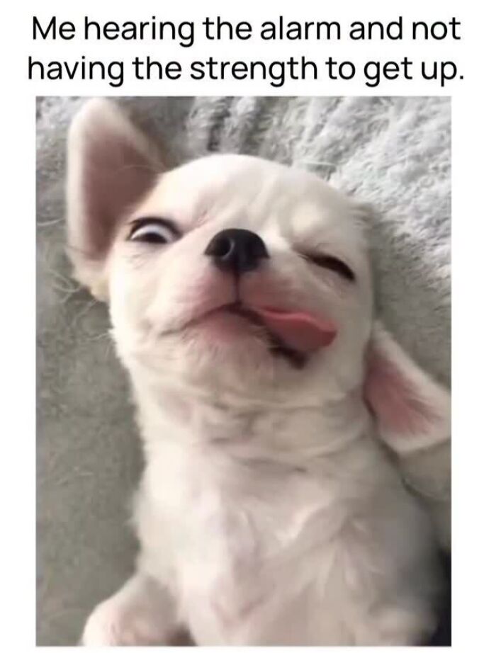 54 Dog Memes That Are Basically Comedy Gold