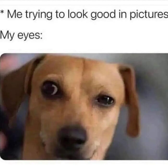 54 Dog Memes That Are Basically Comedy Gold