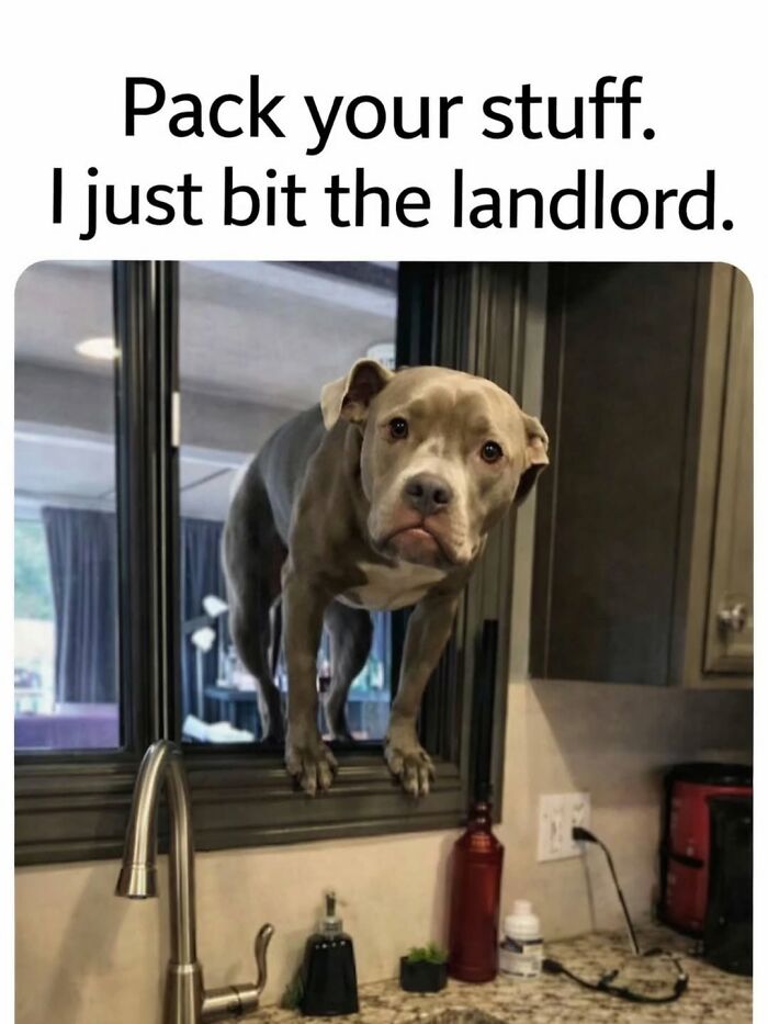 54 Dog Memes That Are Basically Comedy Gold