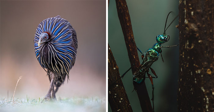 Wild Animal Pics That Totally Stole Our Hearts (25 Shots!)