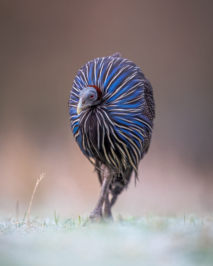 Frosty Vulturine: The Bird That Wears a Shawl