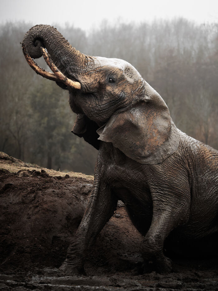 Still I Rise: Mud Mania with an Elephant