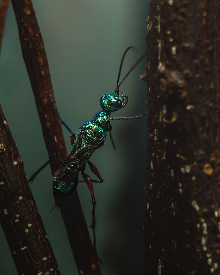 Cockroach Wasp: Shiny But Evil-ish