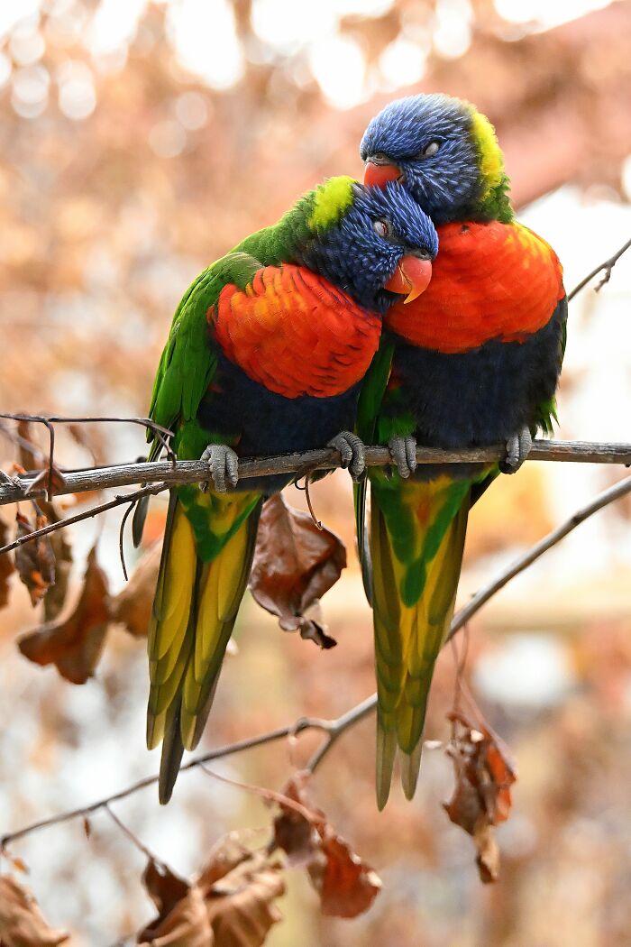 Disguised Love Birds: Rainbow Lorikeet Cuddle Fest