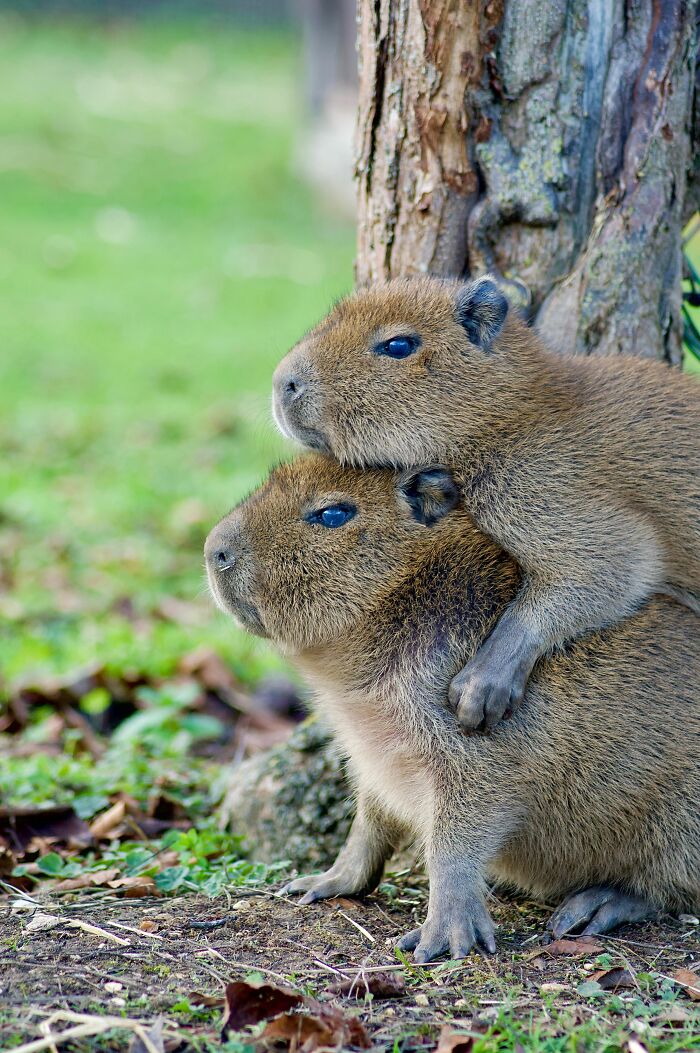 Sisterhood: Capybara Snuggles