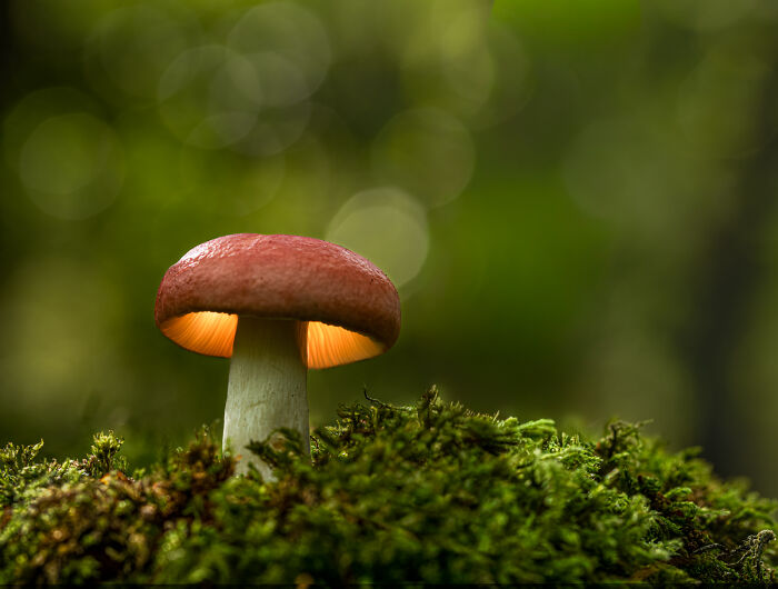 Forest Lantern: When Mushrooms Glow Up