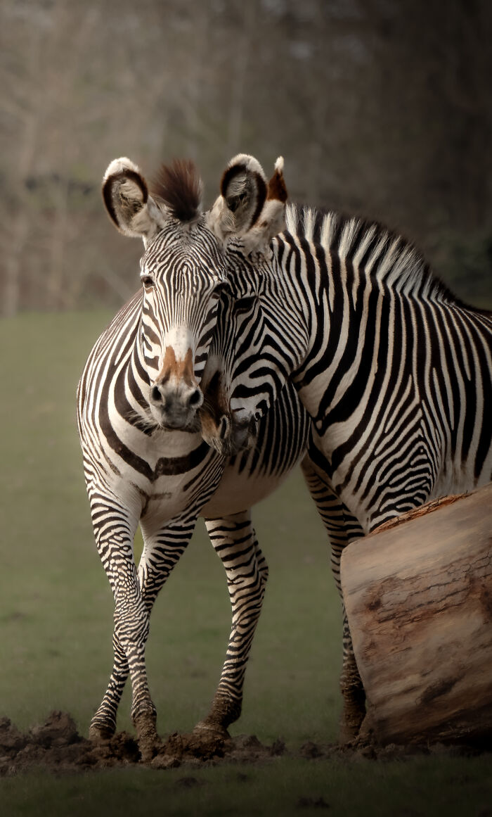 Striped Affection: Zebra Buddies Keep It Real