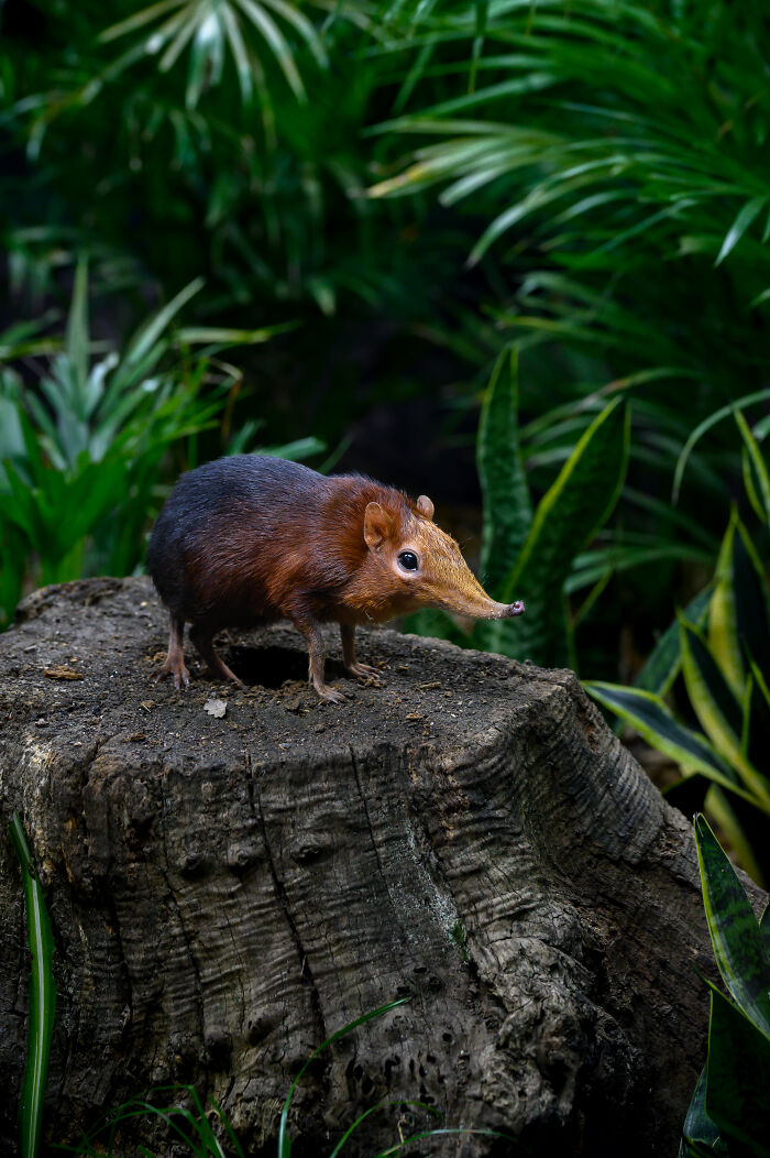 Sniffin' Around: Tiny Elephant Shrew on the Move