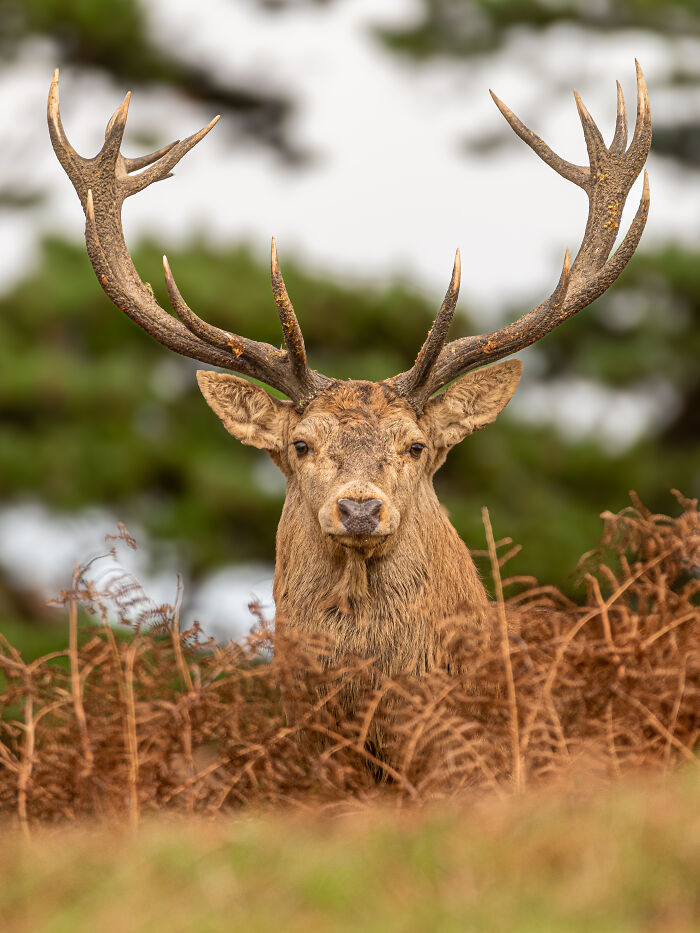 The Watcher: Red Deer Giving You That Look