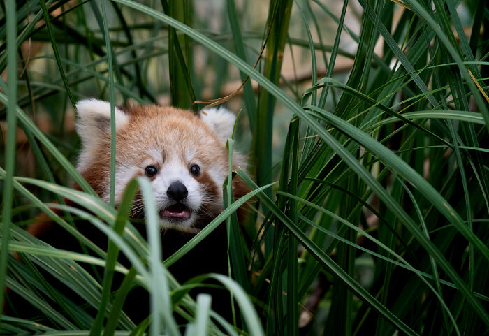 Baby Panda Surprise: Peek-a-Boo Cutie