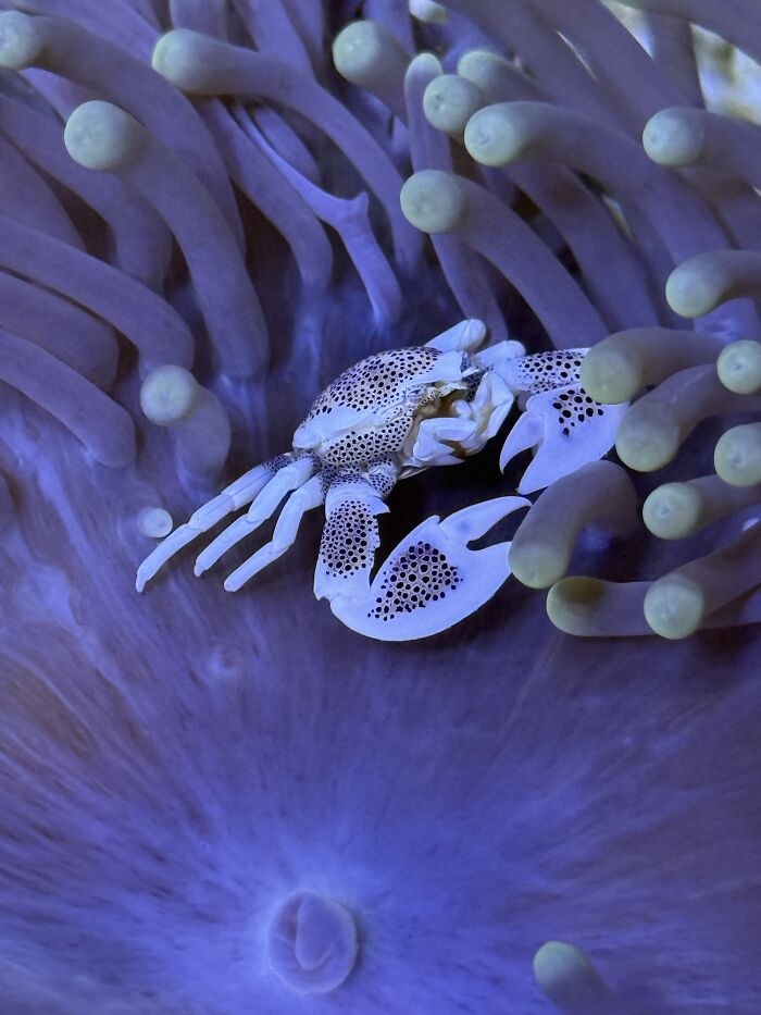 Small Crab, Big Anemone: The Ultimate Hide-and-Seek Champ