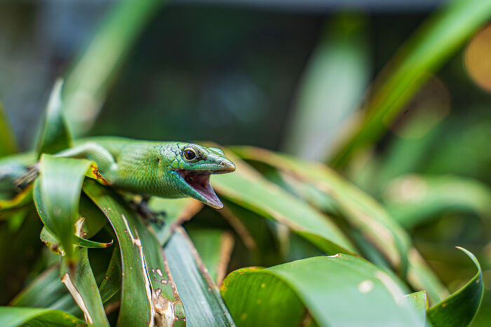 The Singing Skink: Tiny Lizard with Big Personality