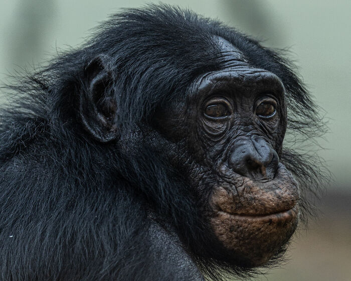 Our Endangered Brothers: Bonobo Close-Up