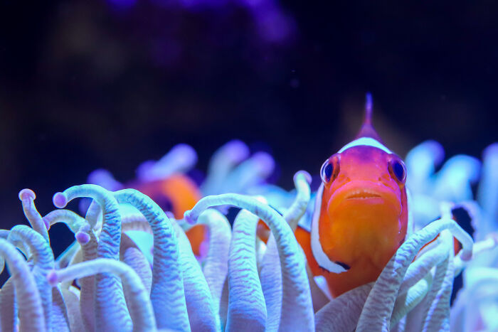 Clown Fish: Fast Swimmer Pausing for a Snap