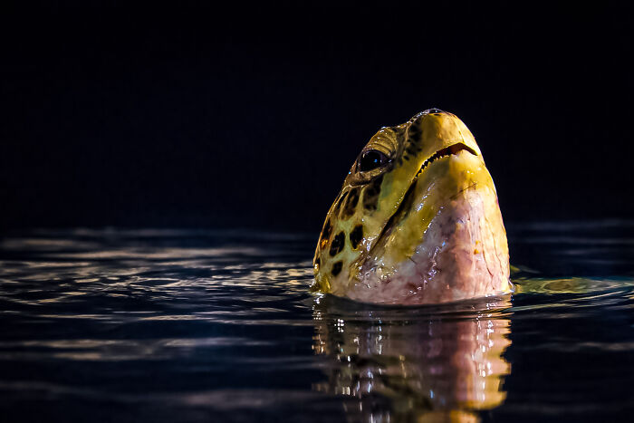 Mid-Nap Breather: Turtle Chill Time