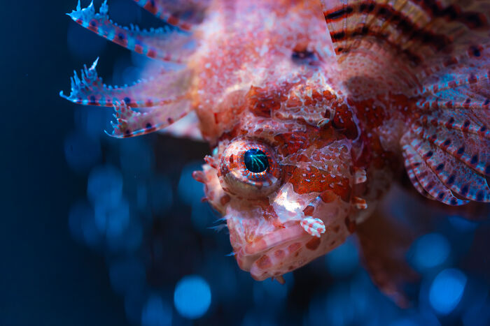 Eye of the Lion: Fish With a Magical Gaze