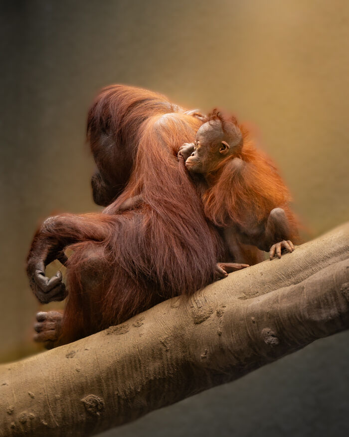 Holding On: Orangutan Mom’s Hug Game is Strong