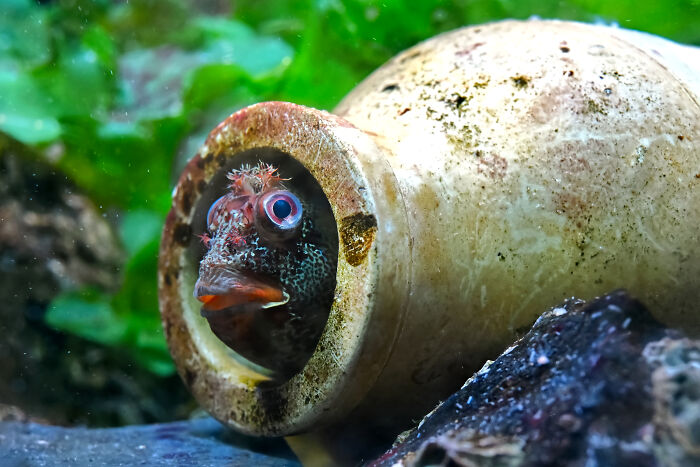 Tompot's Pot: Fish Who Owns the Biggest Home