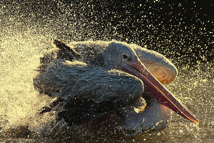 Sunset Bath: Pelican’s Golden Hour Splash