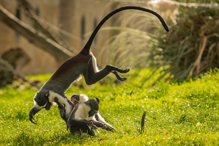 Roloway Monkeys: Wild Leap of Joy