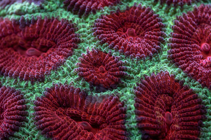 A Living Ecosystem: Up-Close Coral Action