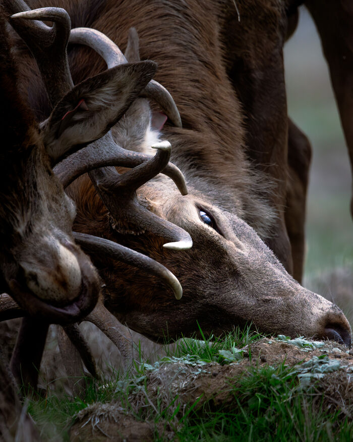 Season of Conflict: Red Deer Antler Showdown