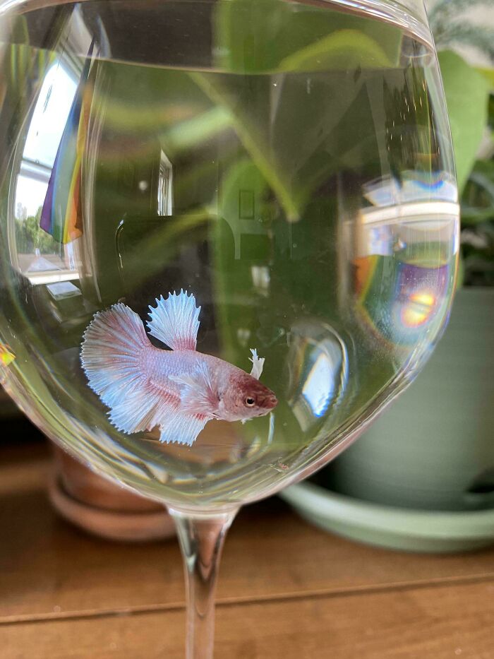 Wedding Centerpieces With Betta Fish That Get Flushed Alive?!