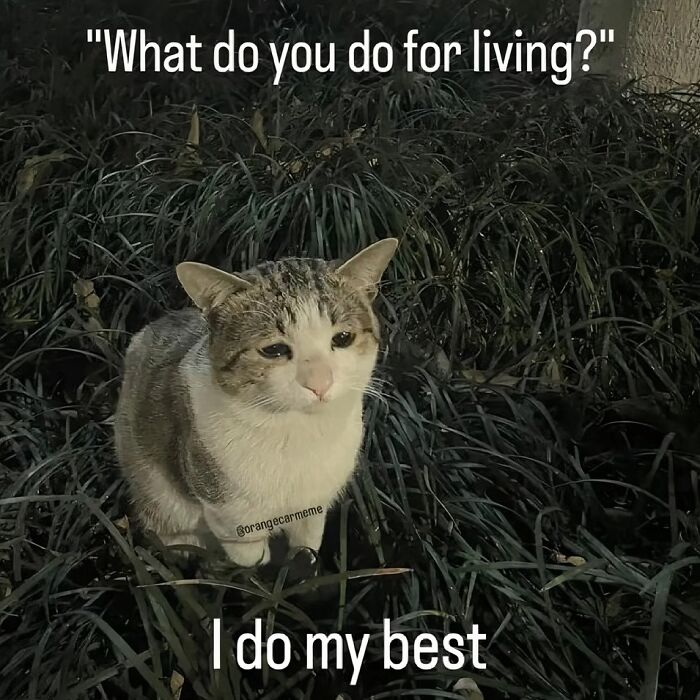 Wait, These Memes Totally Get Your Weird Habits!