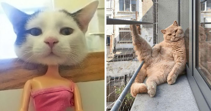 These Cats Pick the Weirdest Spots and We’re Here for It