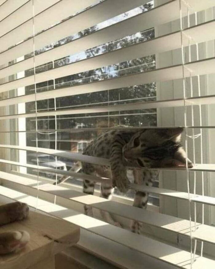 These Cats Pick the Weirdest Spots and We’re Here for It