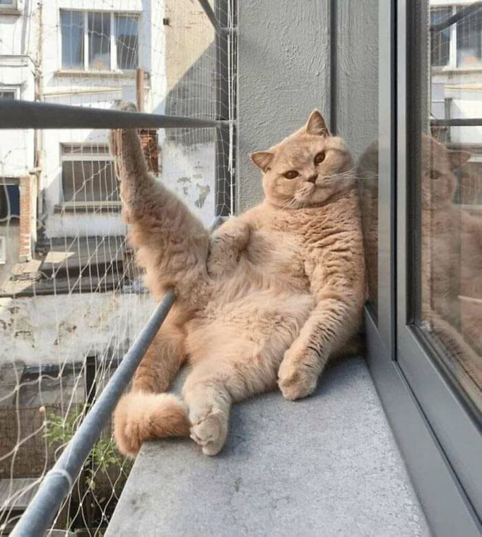 These Cats Pick the Weirdest Spots and We’re Here for It