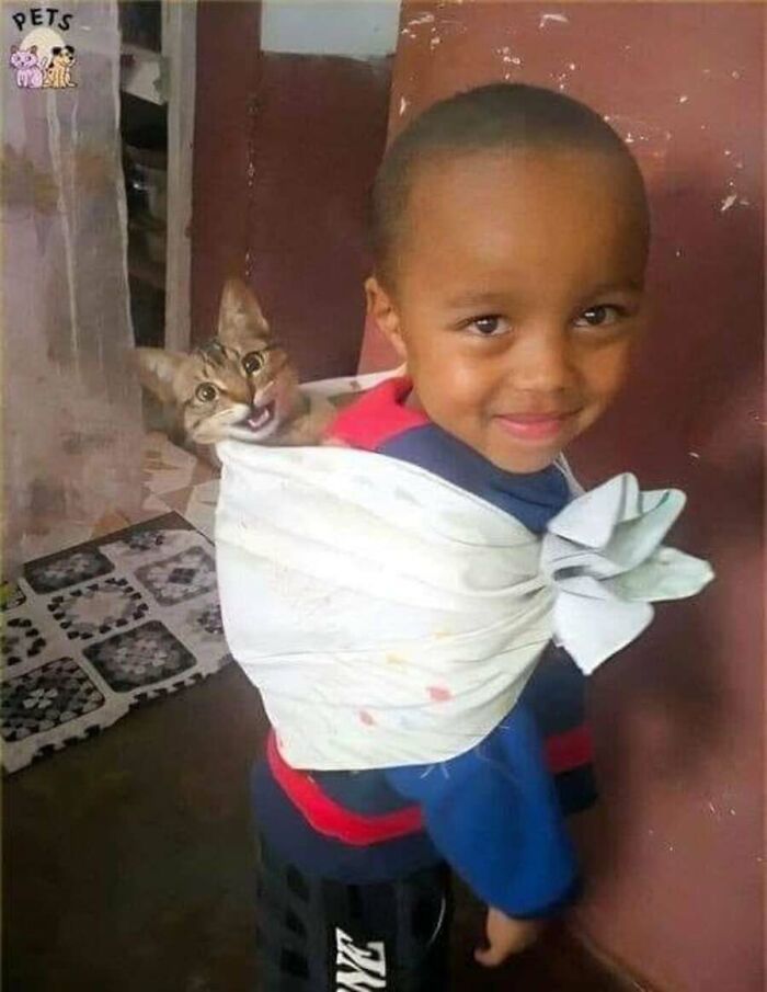 These Cats Pick the Weirdest Spots and We’re Here for It