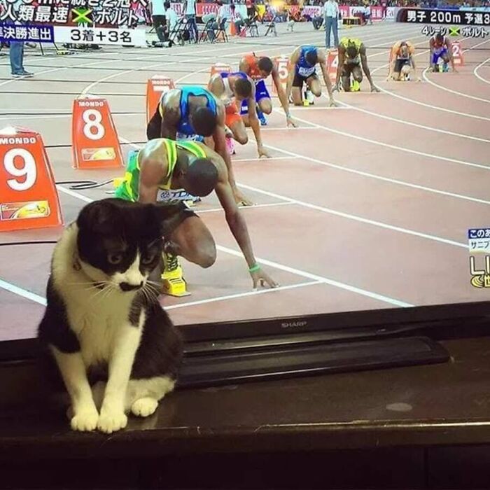 These Cats Pick the Weirdest Spots and We’re Here for It
