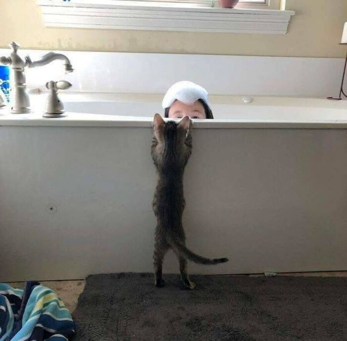 These Cats Pick the Weirdest Spots and We’re Here for It