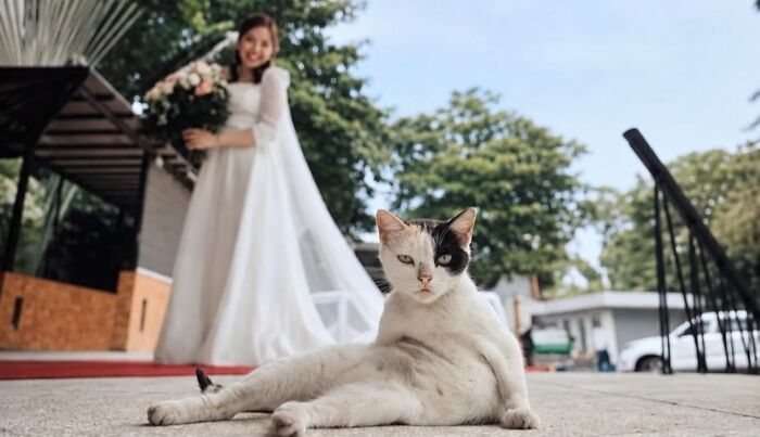These Cats Pick the Weirdest Spots and We’re Here for It