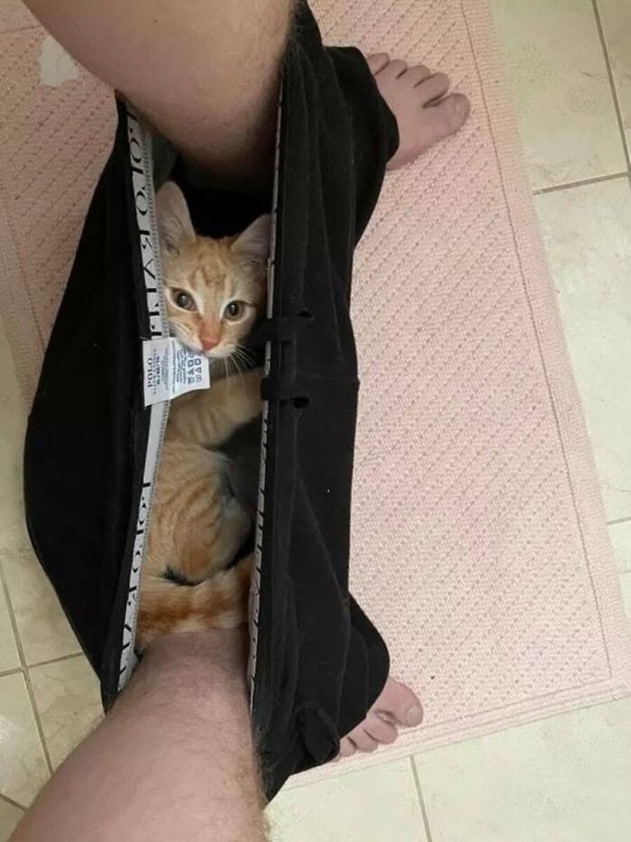These Cats Pick the Weirdest Spots and We’re Here for It