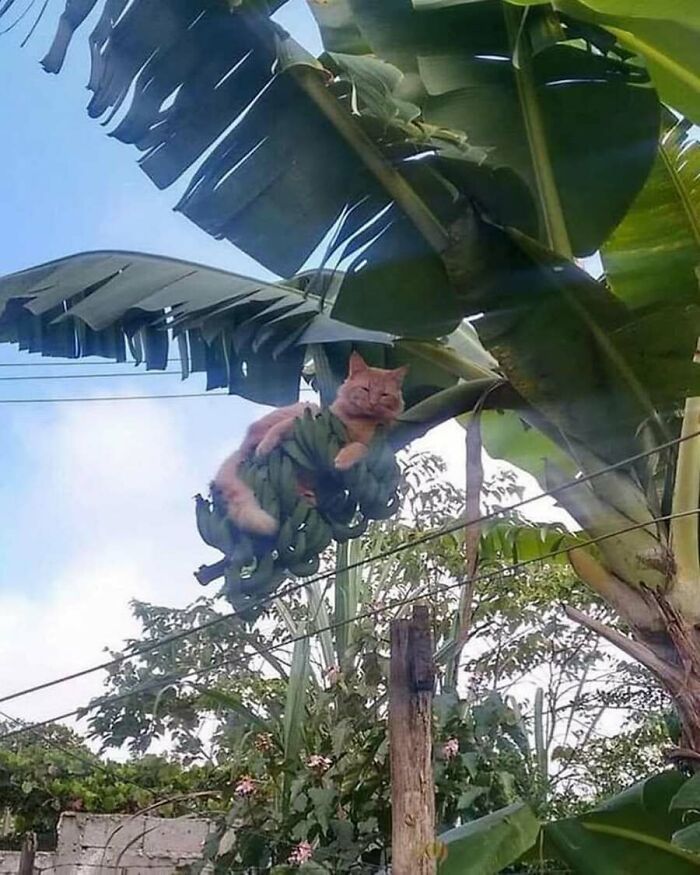 These Cats Pick the Weirdest Spots and We’re Here for It