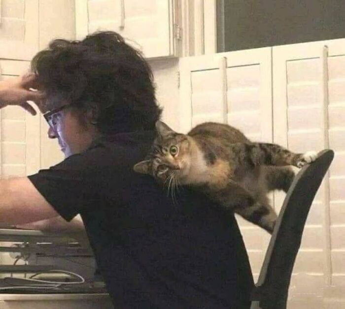 These Cats Pick the Weirdest Spots and We’re Here for It