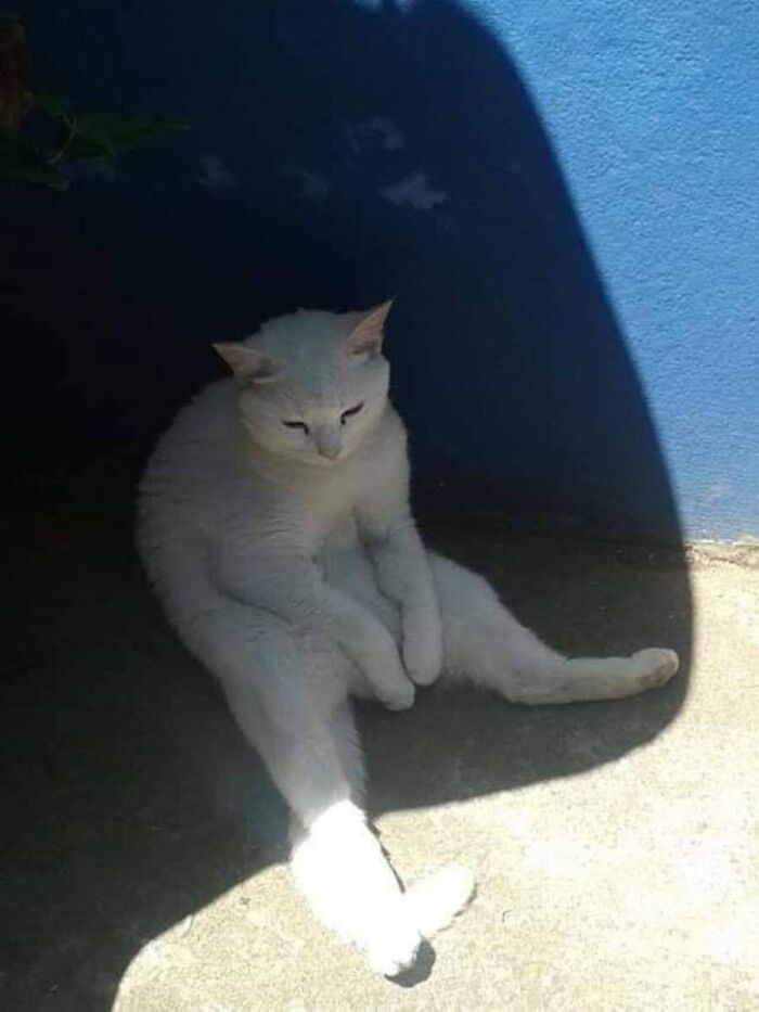 These Cats Pick the Weirdest Spots and We’re Here for It