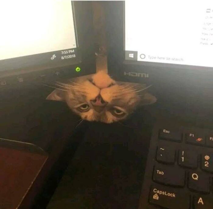 These Cats Pick the Weirdest Spots and We’re Here for It