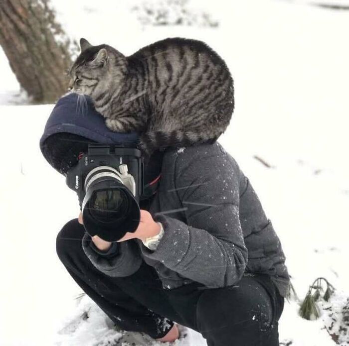 These Cats Pick the Weirdest Spots and We’re Here for It