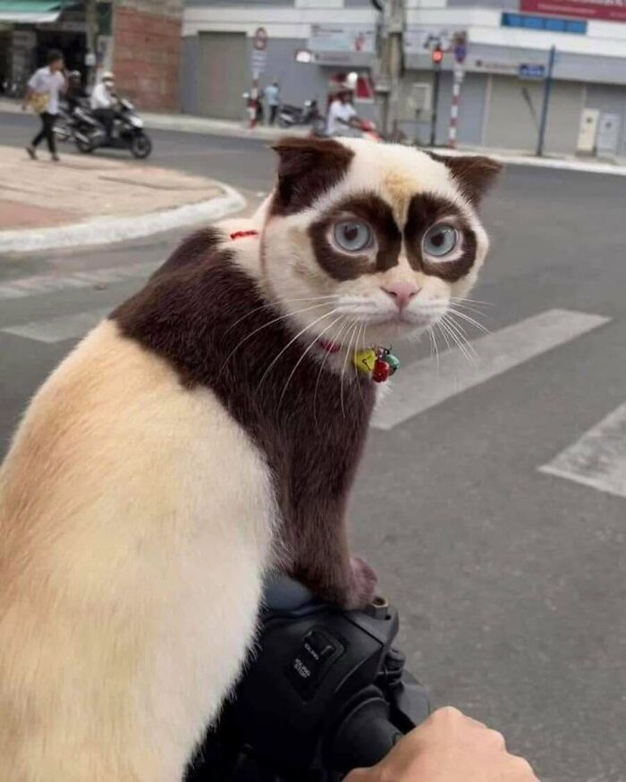 These Cats Pick the Weirdest Spots and We’re Here for It