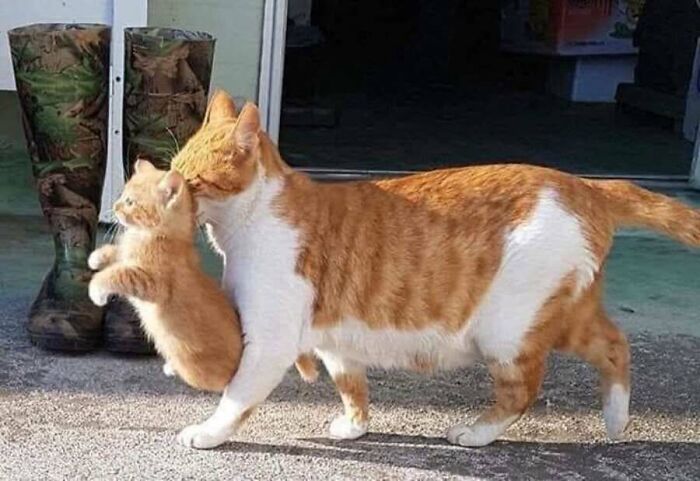 These Cats Pick the Weirdest Spots and We’re Here for It