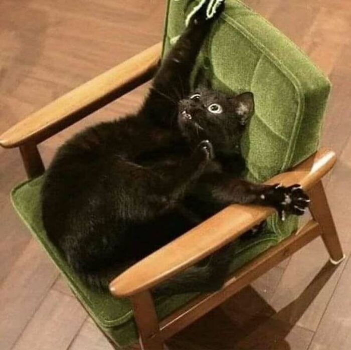These Cats Pick the Weirdest Spots and We’re Here for It