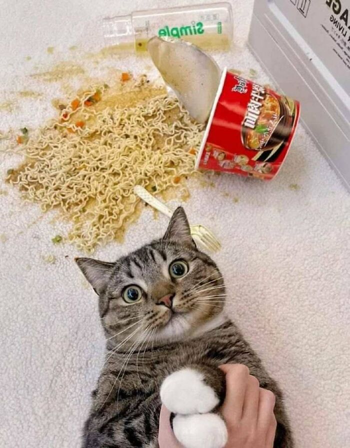 These Cats Pick the Weirdest Spots and We’re Here for It