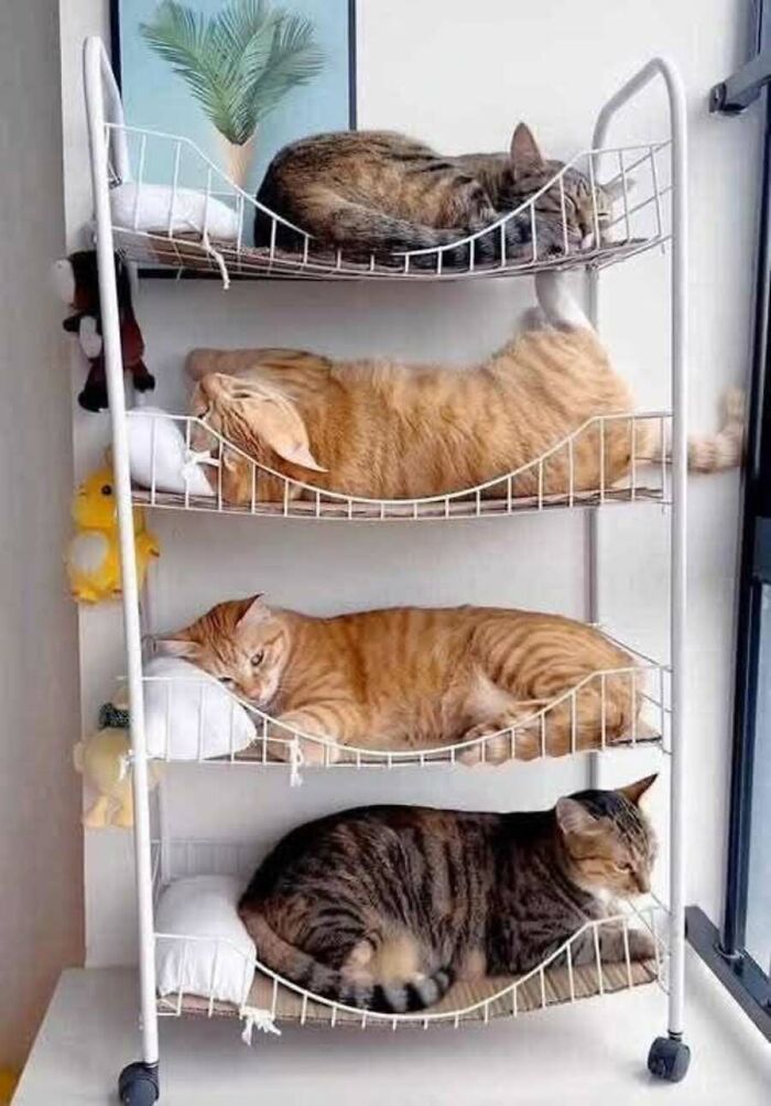 These Cats Pick the Weirdest Spots and We’re Here for It